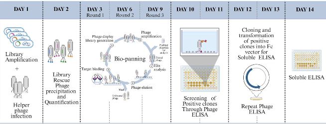 स्वास्थ्य नवाचार पारितंत्र को सुदृढ़ करने हेतु आईआईटी रुड़की ने अगली पीढ़ी का एंटीबॉडी खोज मंच विकसित किया